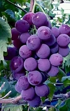 Dark Purple Grapes Fruit Seeds for Planting