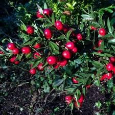 Dark Red Pomegranate Fruit Seeds for Planting