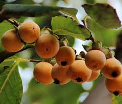 Date Plum Persimmon Fruit Tree Seeds for Planting