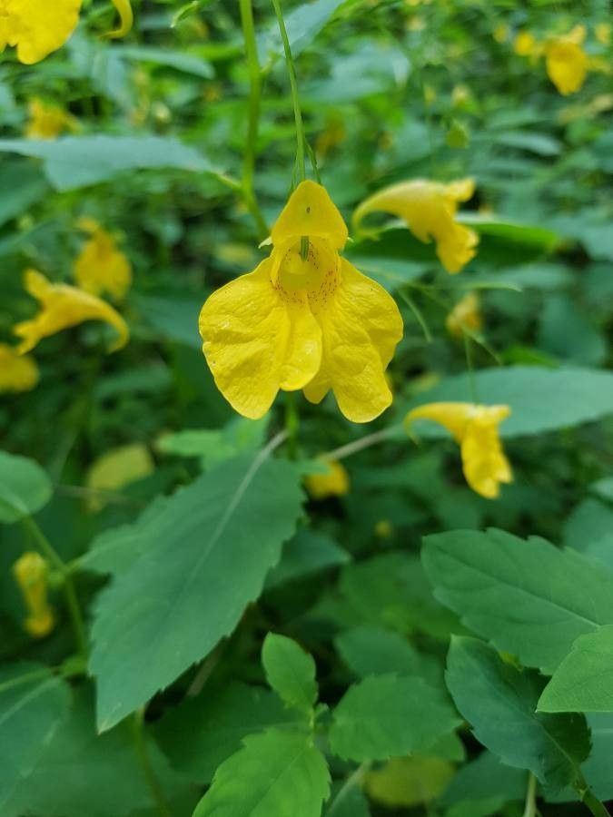 Impatiens Balsamine Flower See for Planting 100 pcs