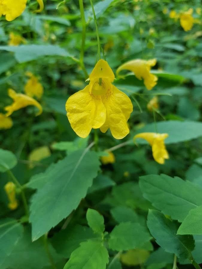 heirloom non flower seeds