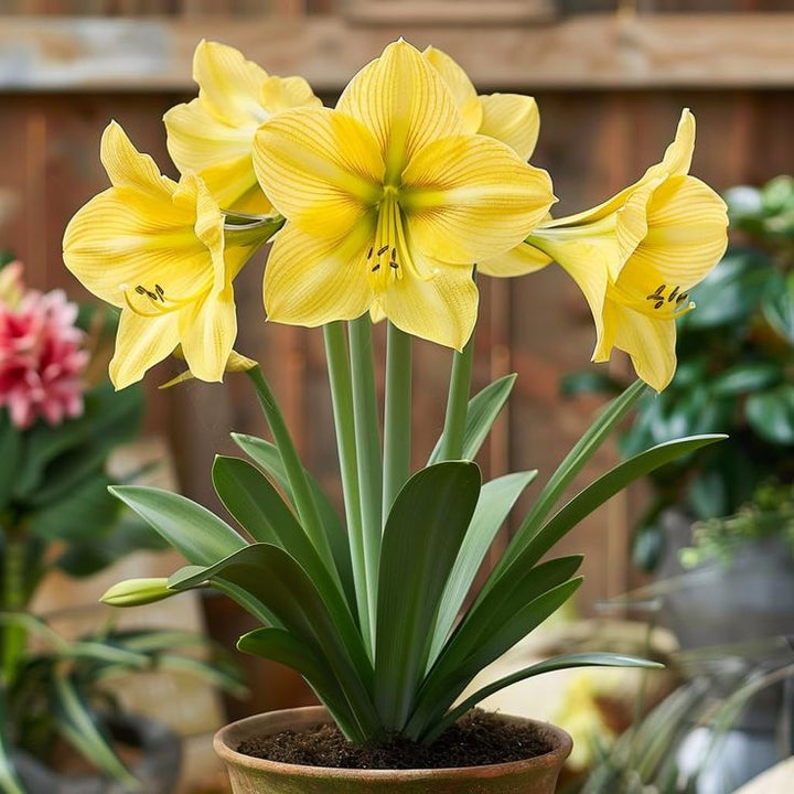 Lysegule Amaryllis Blomsterfrø til udplantning 100 stk