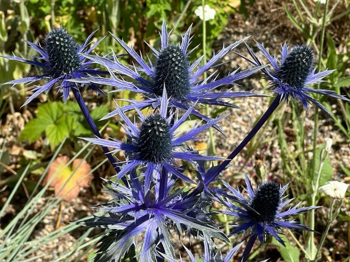 Alpinum Blomsterfrø 100 stk til udplantning 100 stk