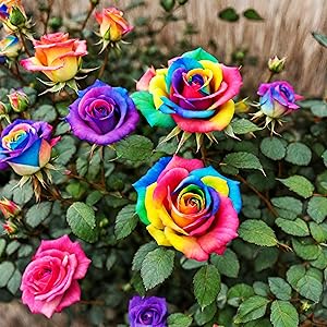 Mixed Colour Rose Tree Flower Seeds for Planting – Heirloom, Non-GMO, High Germination Organic Garden Seeds