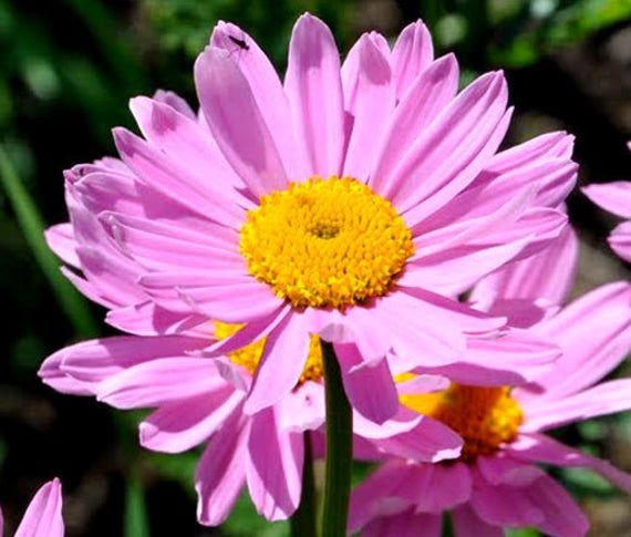 Pink Robinsons Flower Seeds for Planting - 100 pcs