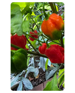 Heirloom Non-GMO Trinidad Hot Pepper Vegetable Seeds for Planting – High Germination Organic Garden Seeds
