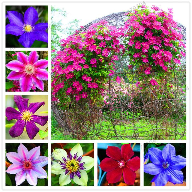 Multi-Colored Clematis Flower Seeds for Planting - 100 pcs