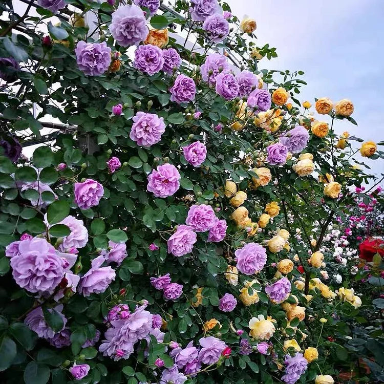 Purple Climbing Roses Flower Seeds for Planting - 100 pcs