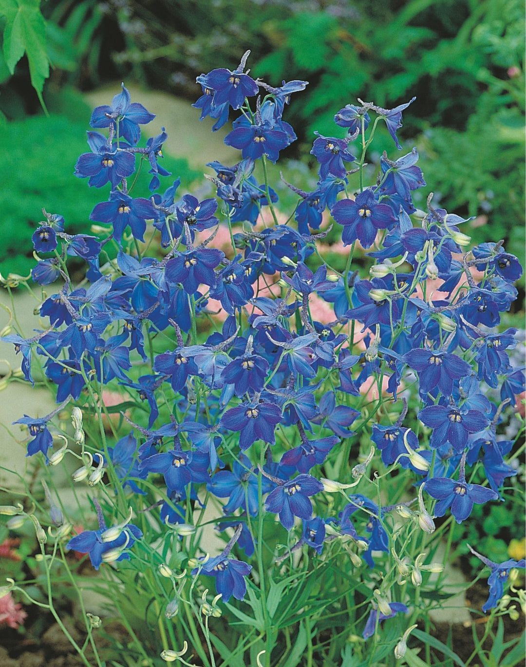 Delphinium belladonna Flower Seeds for Planting – Heirloom & Non-GMO Spikes of Blue Blooms for Cottage Gardens & Cut Flower Beds 250 pcs