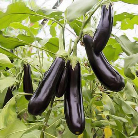 Aubergine eller Aubergine De Barbentane grøntsagsfrø til plantning