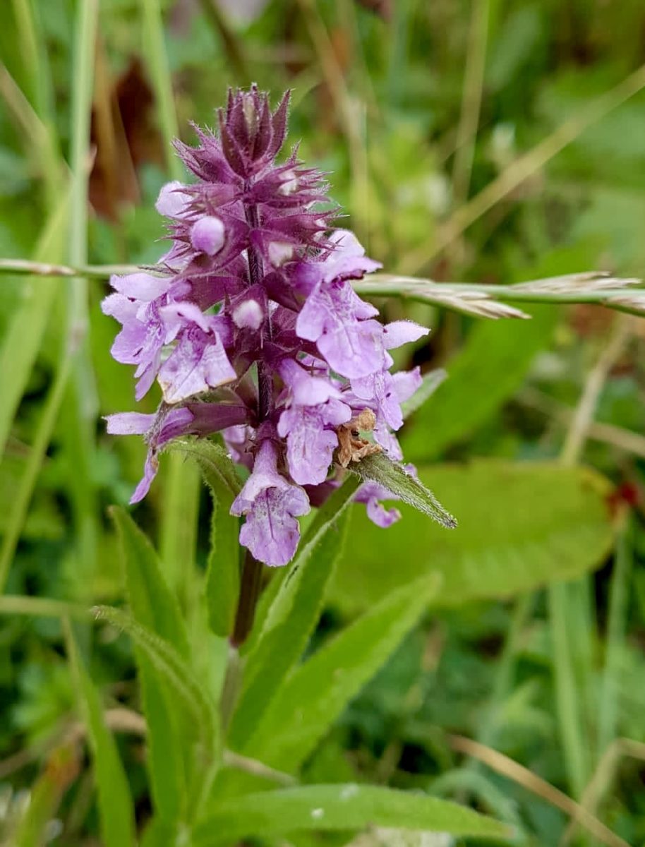 Marsh Woundwort Purple Flower Seeds – Organic, Heirloom, Non-GMO Seeds for Planting
