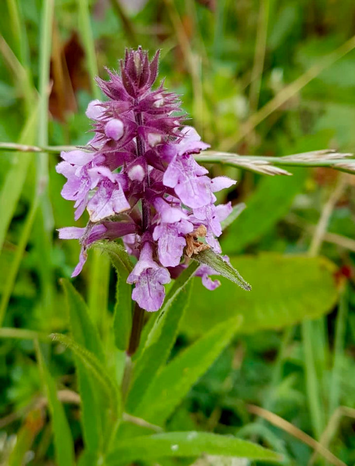 Marsh Woundwort Purple Flower Seeds – Organic, Heirloom, Non-GMO Seeds for Planting