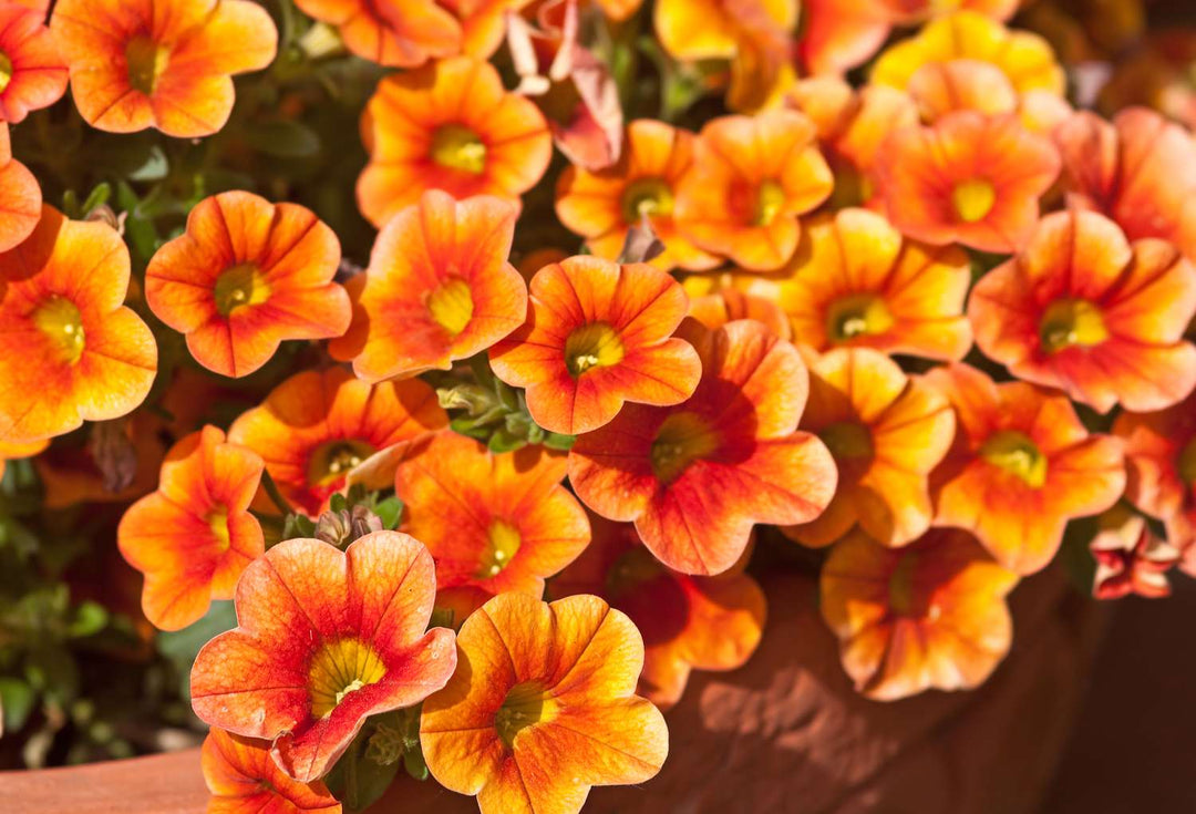 Fresh Petunia Flower Seeds for Planting, Orange 100 pcs