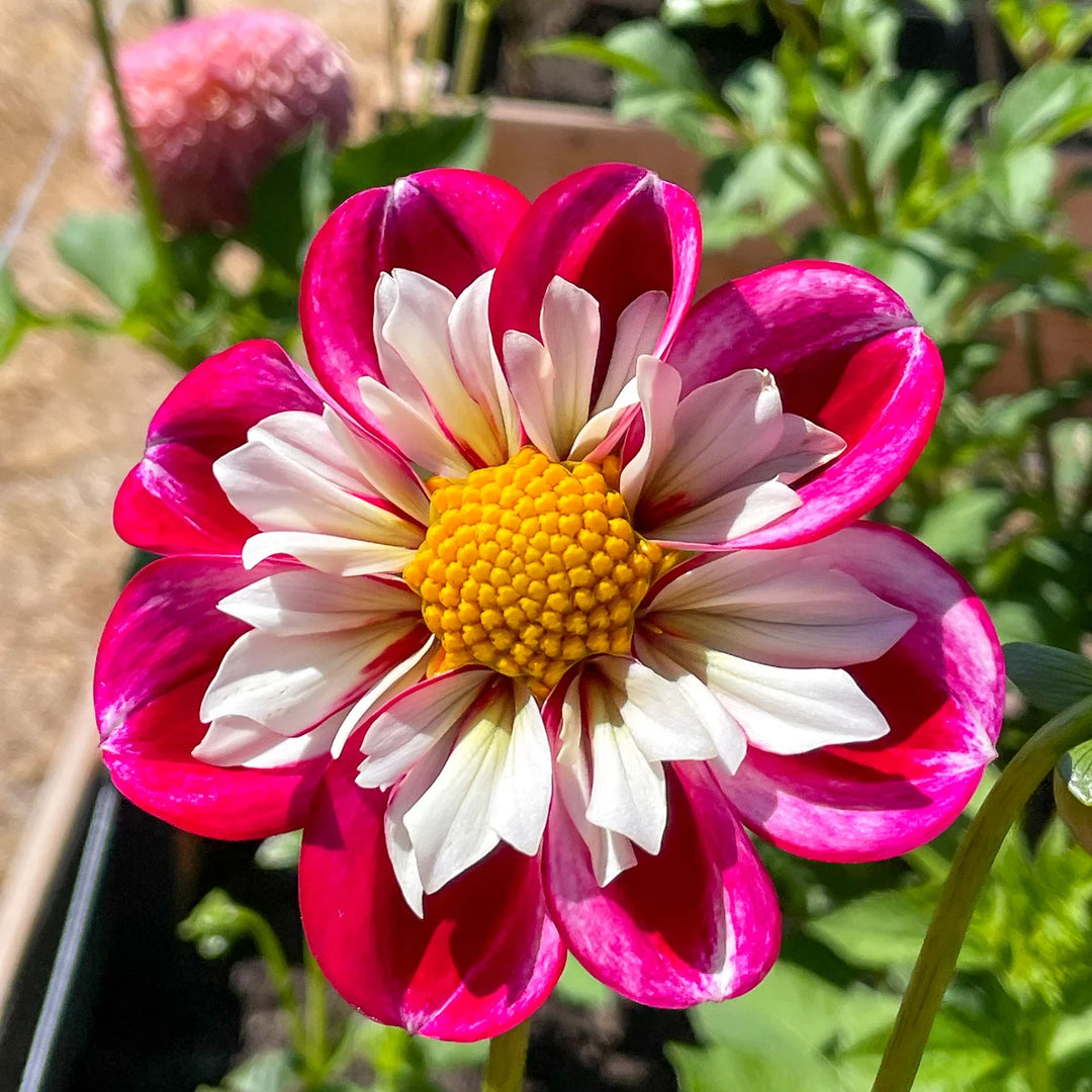 flower seeds dahlia Dahlia 'Bumble Rumble' Collarette Flower Seeds for Planting – Heirloom, Non-GMO, High Germination Garden Seeds