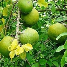 Decorative Winterberry Seeds for Planting
