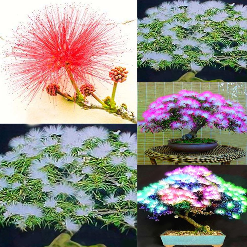 Fresh Albizia Flower Seeds for Planting, Mixed Colour 100 pcs