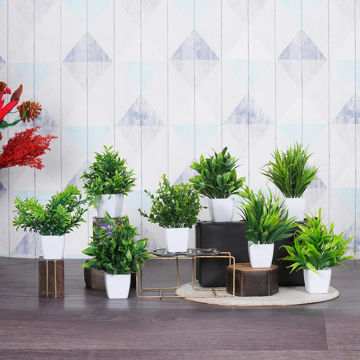 Dekorly Plant Seeds for Planting – Heirloom, Non-GMO, High Germination Organic Garden Seeds