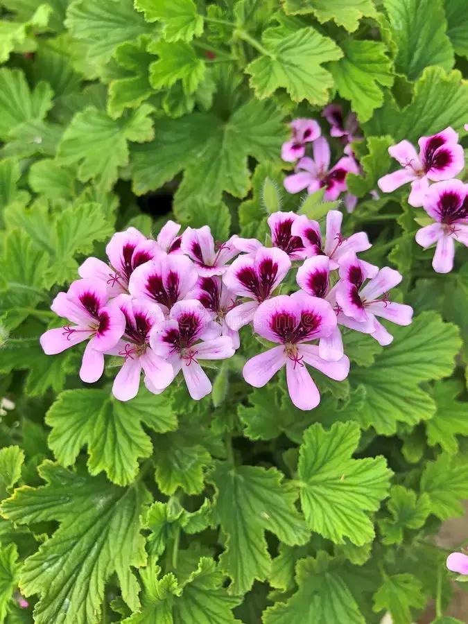 purple pink flower seeds