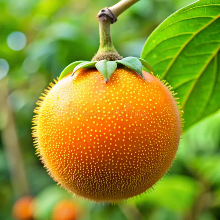 Naranjilla frugtfrø til dyrkning af tærte og eksotiske citrusfrugter 100 stk.