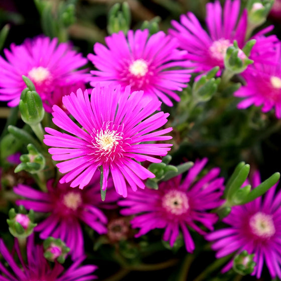 heirloom delosperma flower seeds
