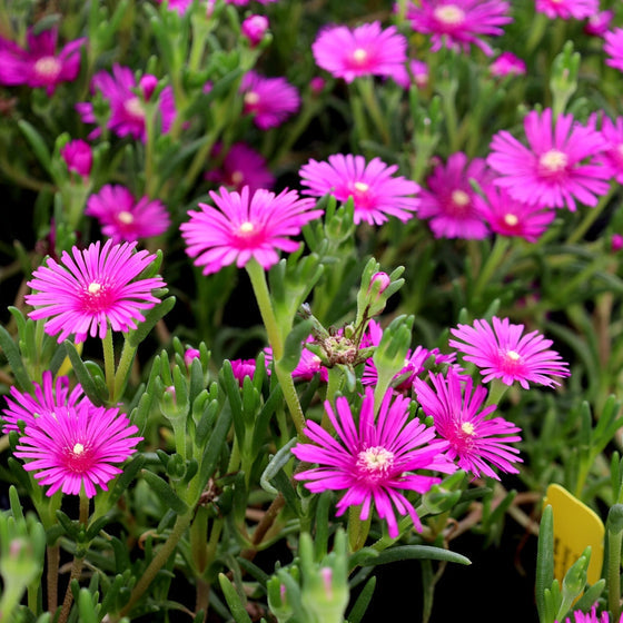 Heirloom Delosperma Flower Seeds, Non-GMO Ice Plant Blooms for Drought-Tolerant Garden Planting