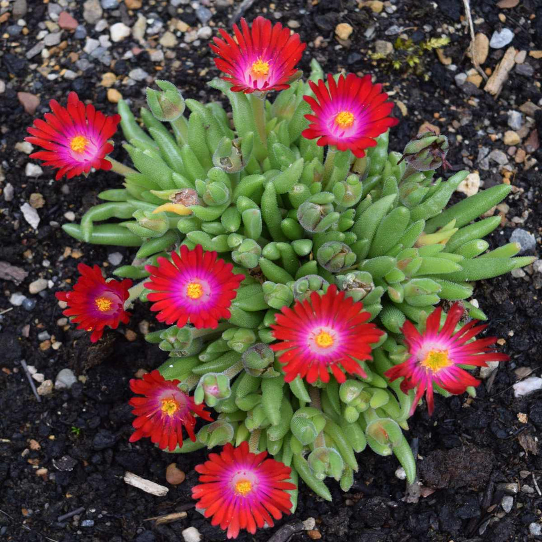 heirloom delosperma flower seeds