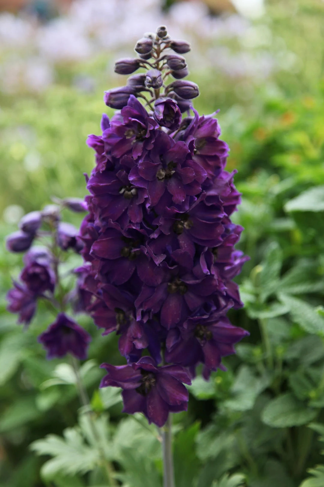 Delphinium Black Knight Blomsterfrø til udplantning 100 stk