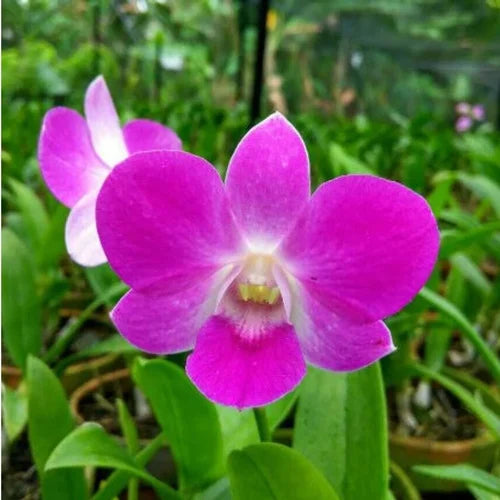 Dendrobium Blomsterfrø Lavendel til udplantning, 100 stk