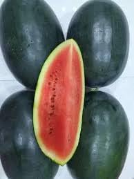 Densuke Watermelon Fruit Seeds for Planting