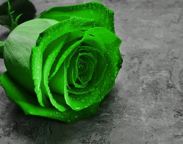 Fresh Unique Rose Flower Seeds for Planting, Sea Green 100 pcs