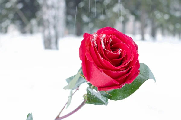 Pink Snow Rose Flower Seeds for Planting - 100 pcs