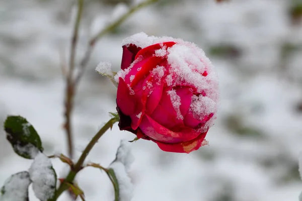 Pink Snow Rose Blomsterfrø til udplantning - 100 stk