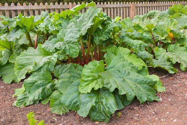 Ruibarbo Plantefrø til udplantning - 100 stk