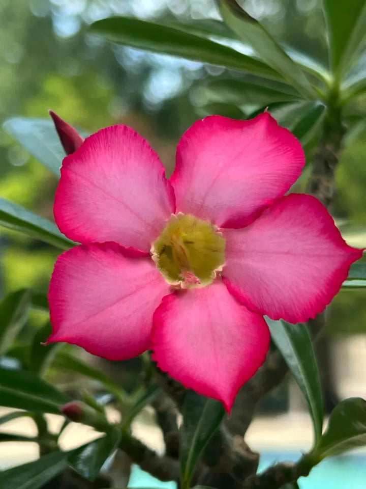 Thick Pink Adenium Obesum Seeds – Heirloom, Non-GMO Desert Rose Seeds for Planting, High Germination
