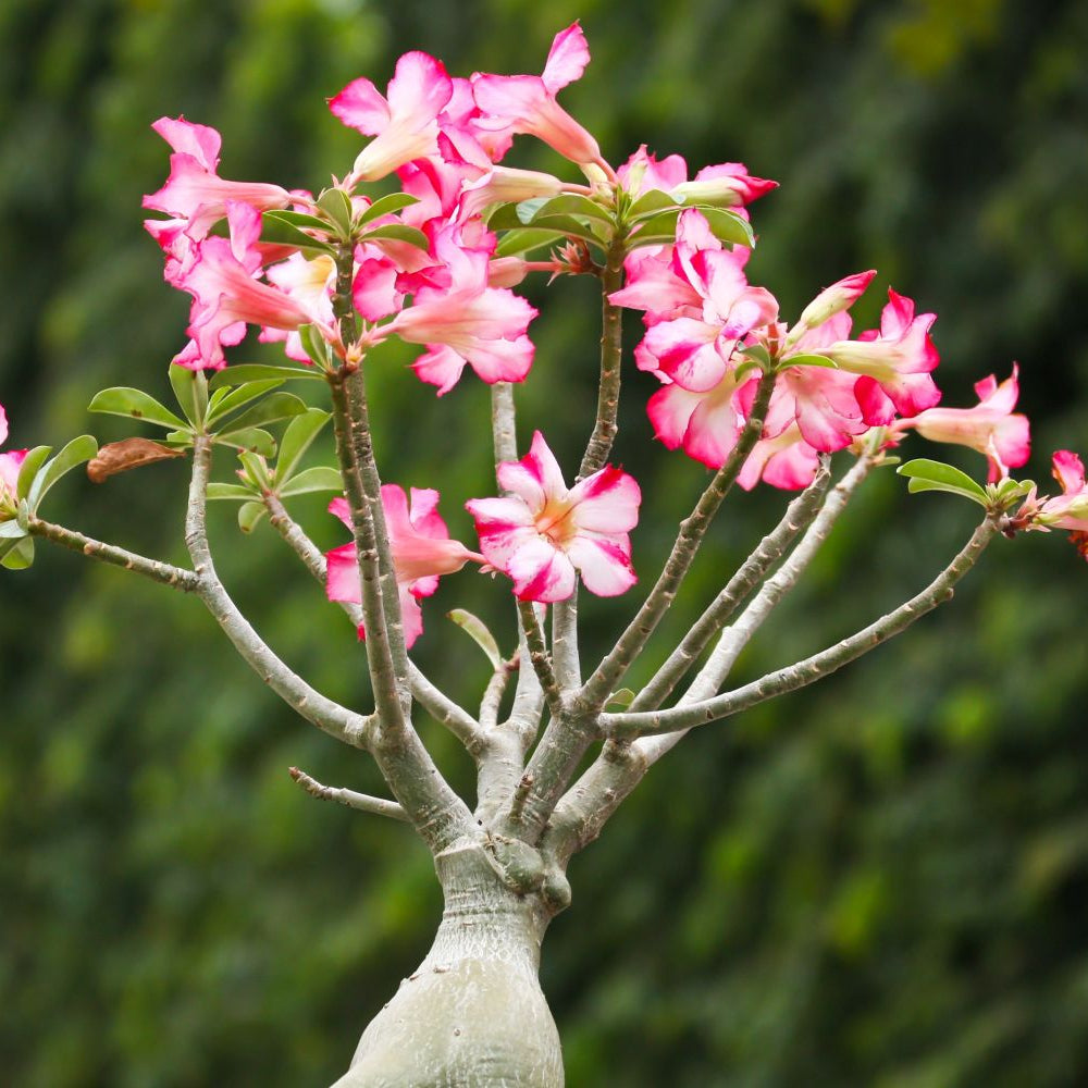 desert rose flower seeds