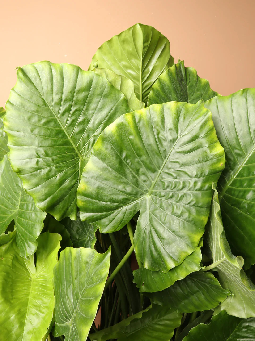 orange alocasia flower seeds