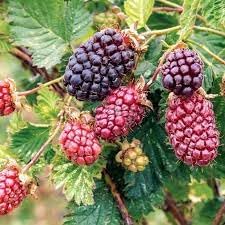 Dewberry Fruit Seeds for Planting