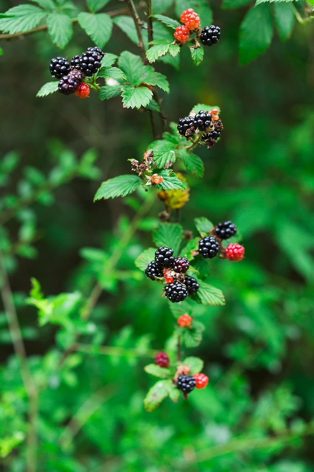 Dewberry Fruit Seeds for Planting