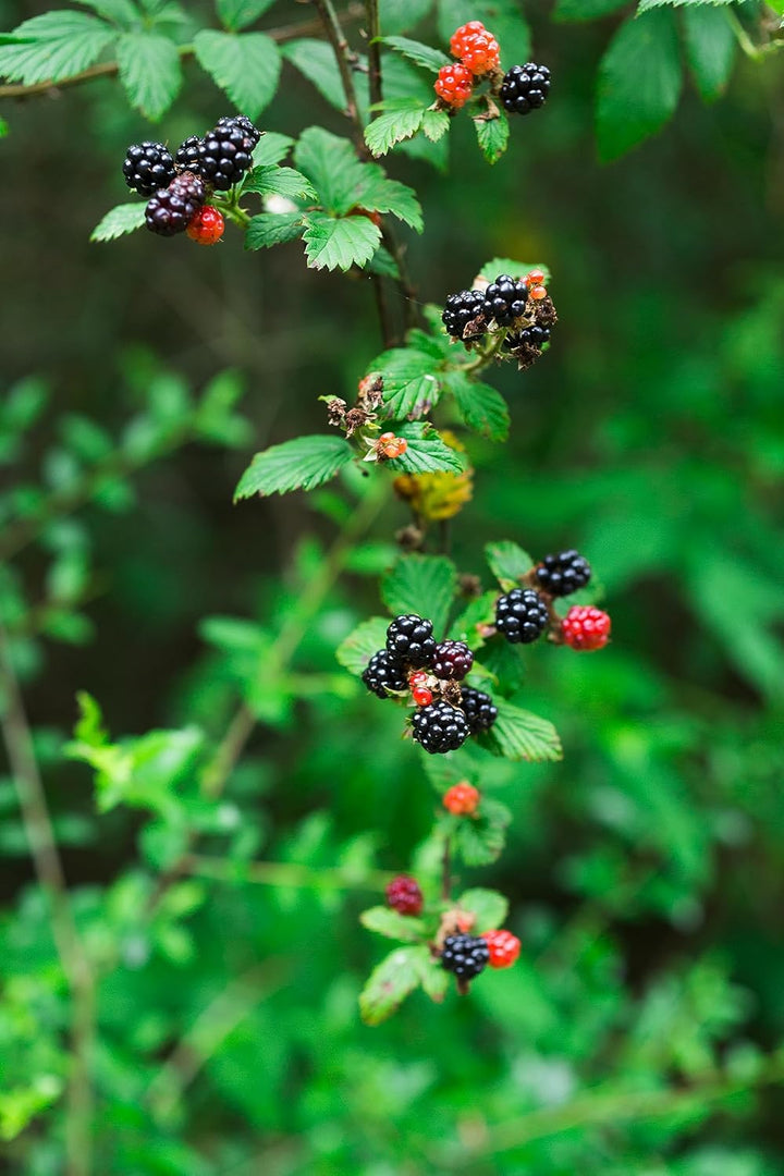 Dewberry Fruit Seeds for Planting