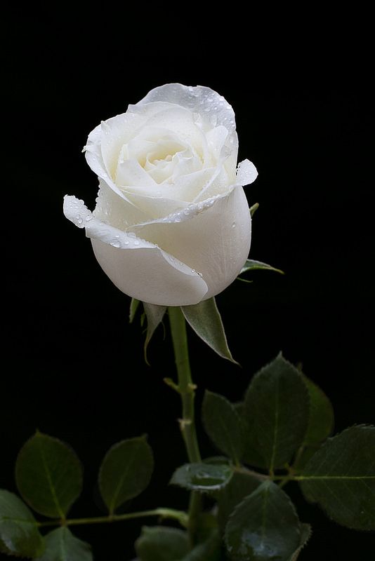 White Rose Flower Seeds – Heirloom Non-GMO Seeds for Planting