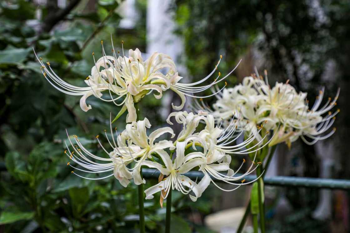 spider lily seeds Heirloom Non-GMO Lycoris Radiata Flower Seeds for Planting – Red Spider Lily Perennial Blooms