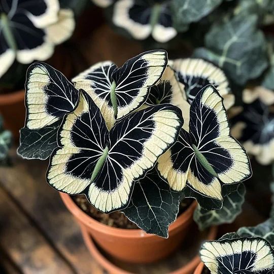 Moonlight Butterfly Begonia Flower Seeds - Cream and Black Heirloom Non-GMO Seeds for Planting