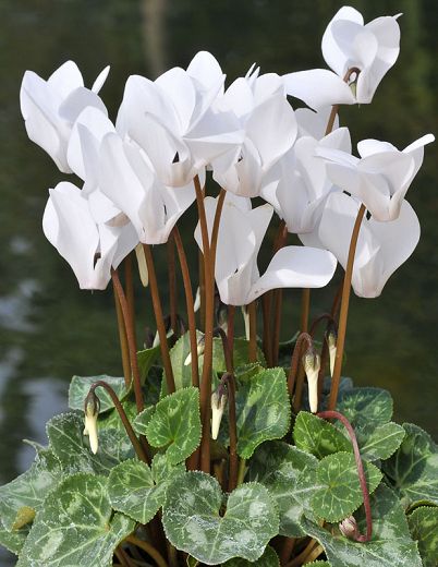 Hvide Cyclamen blomsterfrø til udplantning-100 stk