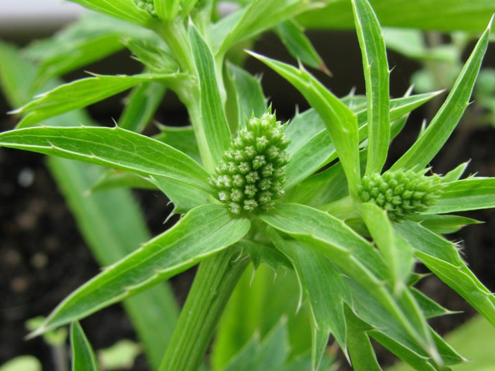 Green Culantro Plant Seeds for Flavored Herb Gardens and Cooking