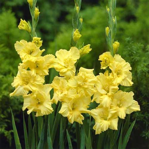 Gladiolus Flower Seeds for Planting Yellow 100 pcs