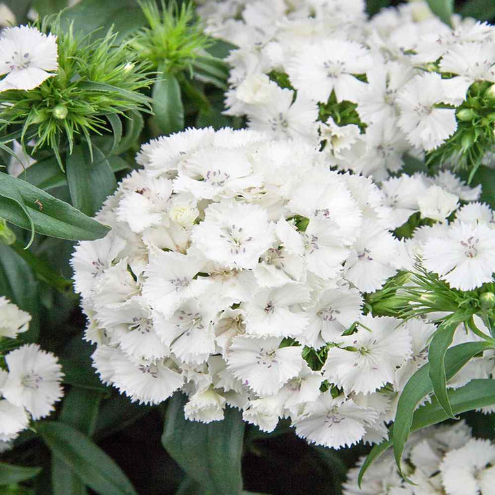 Dianthus Flower Seed for Planting 100 pcs