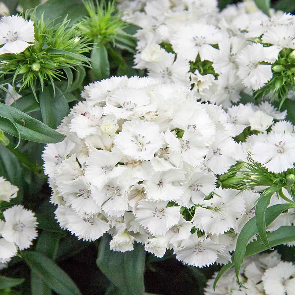 dianthus flower flower seeds