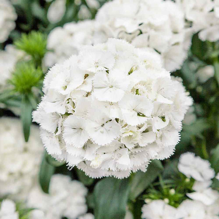 Dianthus Flower Seed for Planting 100 pcs