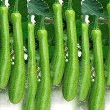 Dicotyledons Melon Fruit Seeds for Planting