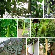 Dicotyledons Melon Fruit Seeds for Planting